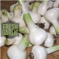 Garlic, Fresh Hard-neck (sold individually)