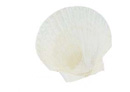 Scallop Shells